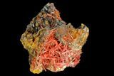 Bright Orange Crocoite Crystal Cluster - Tasmania #127944-1